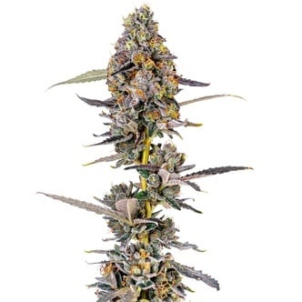 Cherry Mac Muffin (Growers Choice) feminized