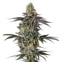 Original Oz (Growers Choice) feminized