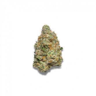 Apple Fritter Autoflower (Growers Choice) feminized