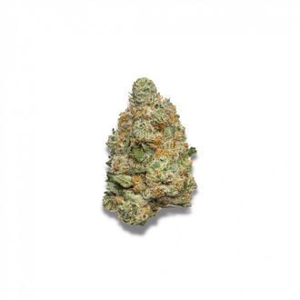 Apple Fritter Autoflower (Growers Choice) feminisiert