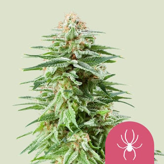 White Widow (Royal Queen Seeds) feminisiert