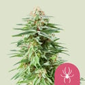 White Widow (Royal Queen Seeds) feminisiert