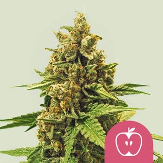 Apple Fritter (Royal Queen Seeds) feminisiert