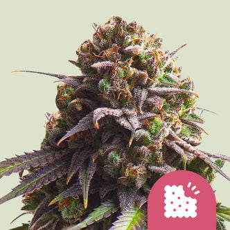 Biscotti (Royal Queen Seeds) feminisiert