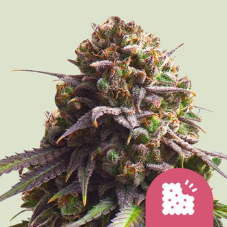 Biscotti (Royal Queen Seeds) feminized