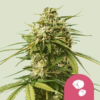 Gushers (Royal Queen Seeds) feminisiert