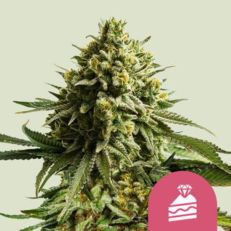 Wedding Cake (Royal Queen Seeds) feminisiert