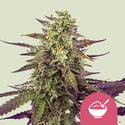 Cereal Milk (Royal Queen Seeds) feminisiert