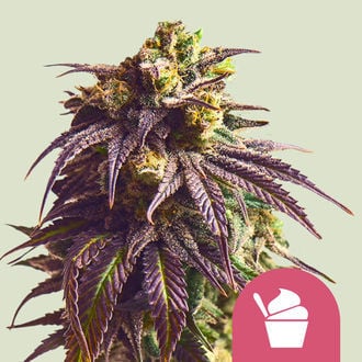 Sundae Driver (Royal Queen Seeds) feminisiert