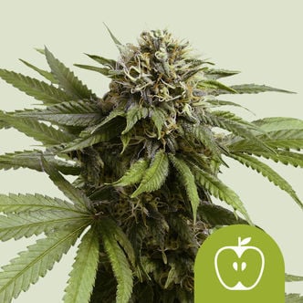 Apple Fritter Automatic (Royal Queen Seeds) feminized