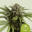 Apple Fritter Automatic (Royal Queen Seeds) feminized