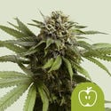 Apple Fritter Automatic (Royal Queen Seeds) feminisiert