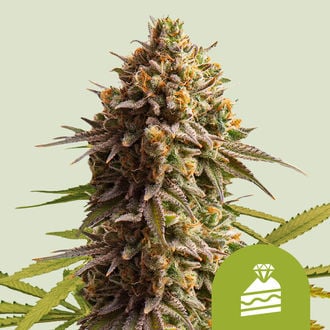 Wedding Cake Automatic (Royal Queen Seeds) feminisiert