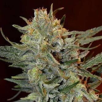 Amnesia Lemon Kush (Garden of Green) feminized