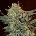 Amnesia Lemon Kush (Garden of Green) feminisiert