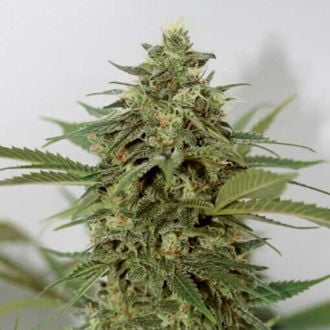 Amnesia Lemon Pie (Garden of Green) feminisiert