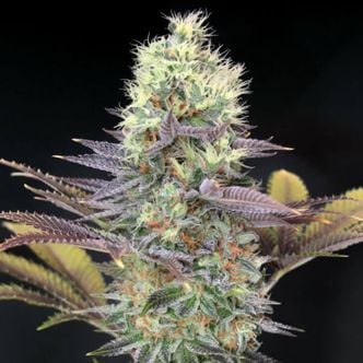 Cali Bay Dream (Garden of Green) feminized