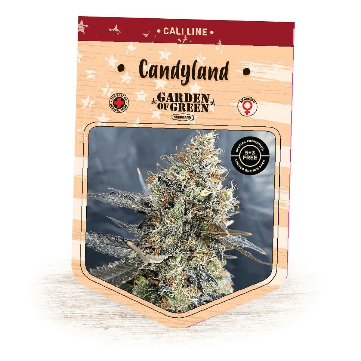 Candyland Peyote Feminisiert (Seeds66)