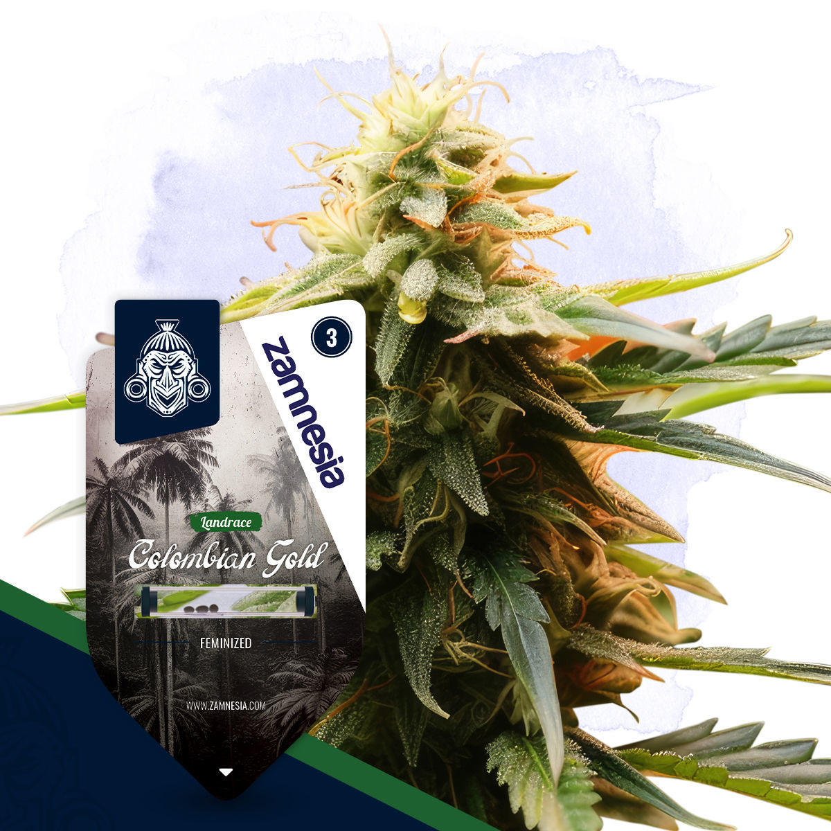 Colombian Gold | Zamnesia Seeds
