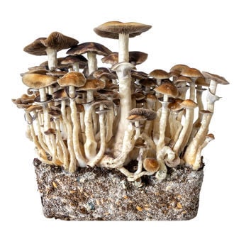 Hawaii Liquid Culture Syringe (Acid Shroomz)