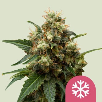 Ice (Royal Queen Seeds) feminisiert