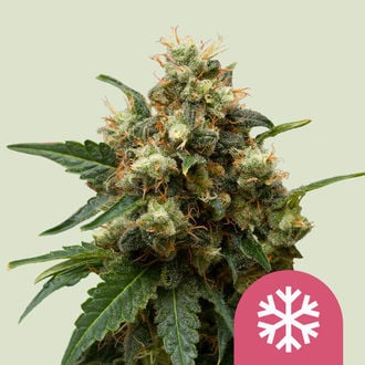 Ice (Royal Queen Seeds) feminized