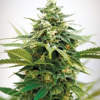 Critical XXL (Garden of Green) feminized