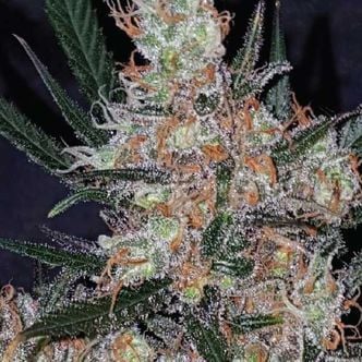 Diesel Berry Cough (Garden of Green) feminisiert