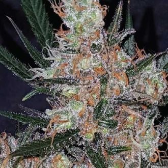 Diesel Berry Cough (Garden of Green) feminized