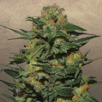 Green Crack (Garden of Green) feminized