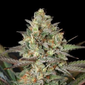 Kush Mass (Garden of Green) feminized