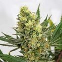 Pineapple Amnesia (Garden of Green) feminized