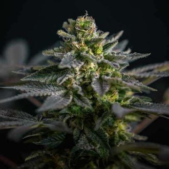 Super Skunk Kush (Garden of Green) feminisiert