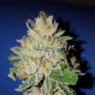 Violet Kush (Garden of Green) feminized