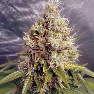 Kush Mass Auto (Garden of Green) feminized