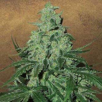 Super Skunk Auto (Garden of Green) feminized