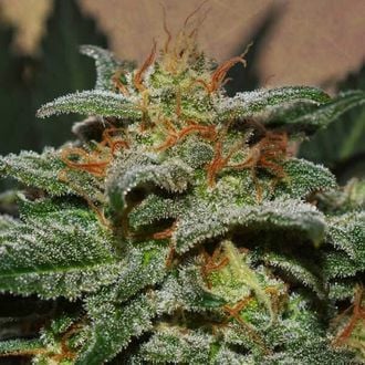 Sweetberry Cough Auto (Garden of Green) feminisiert