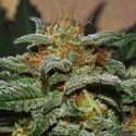 Sweetberry Cough Auto (Garden of Green) feminized