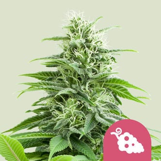 Fruit Spirit (Royal Queen Seeds) feminisiert