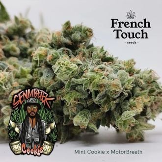 Senmbelek Cookie (French Touch Seeds) Feminized