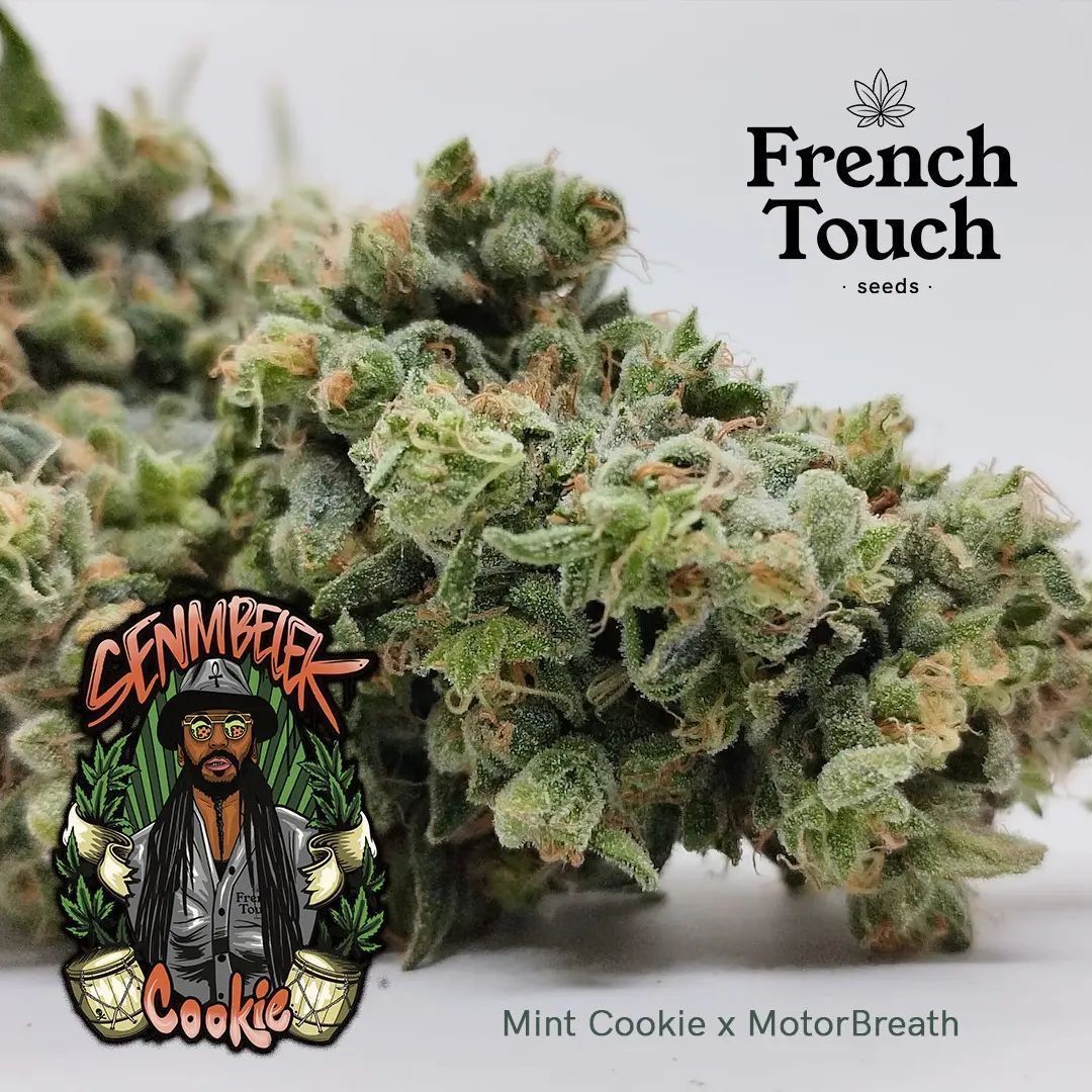 Tropicanna Cookie Feminisiert (Linda Seeds)