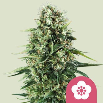 Power Flower (Royal Queen Seeds) feminisiert