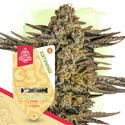 Fruity Pack - Feminized Strains