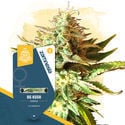 Legendary Pack - Feminized Strains