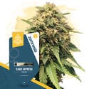 Canna-Curious Pack - feminisierte Sorten