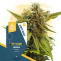 Canna-Curious Pack - feminisierte Sorten