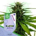 Coffeeshop Classics Pack - Feminized Strains