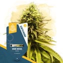 Terpene Dream Pack - feminisierte Sorten