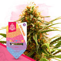 Candy Shop Pack - Feminized Strains