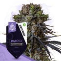 Kings of Kush Pack - Feminized Strains